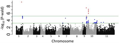 Modified screening method of middle american dry bean genotypes reveals new genomic regions on Pv10 associated with anthracnose resistance